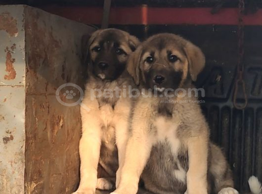 Orjinal Kangal Yavruları görsel