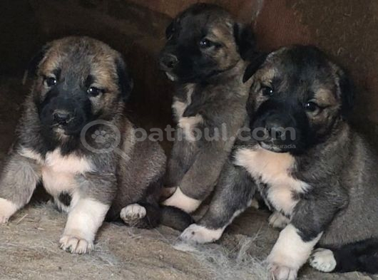 Orjinal Kangal Yavruları