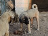 Orjinal Kangal Yavruları