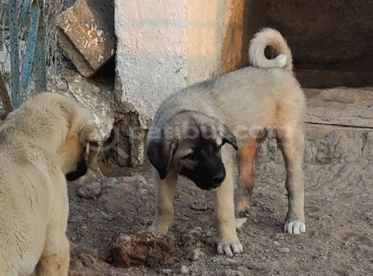 Orjinal Kangal Yavruları görsel