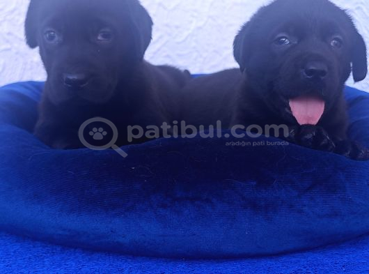 İnani̇lmaz Uygun Fi̇yatlara Labrador Yavrular görsel