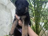 A kalite son alman kurdu yavrular