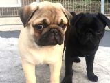 Siyah ve krem pug bebeklerimiz