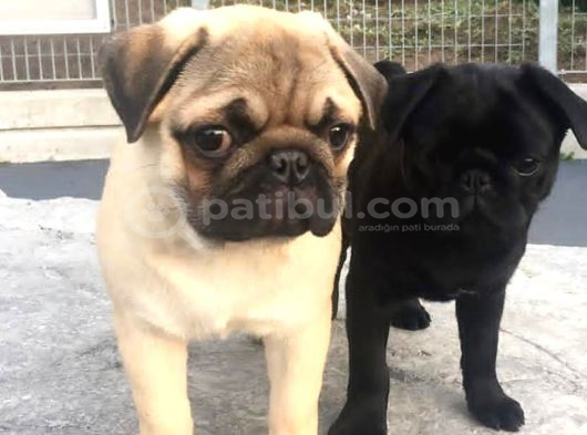 Siyah Ve Krem Pug Bebeklerimiz