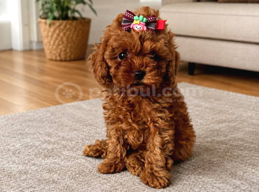 Orji̇nal Safkan Tatli Toy Poodle Bebekleri̇ görsel