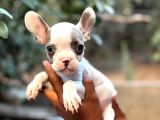 A Kali̇te Erkek Di̇şi̇ Frenc Buldog Yavrular