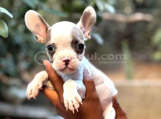 A Kali̇te Erkek Di̇şi̇ Frenc Buldog Yavrular görsel