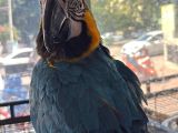 3 Yaşında Macaw Tamamen Evcil Adana