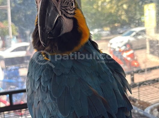 3 Yaşında Macaw Tamamen Evcil Adana görsel