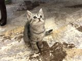 British Shorthair Yavruları  2 Aylık Sağlıklı Ve Oyuncu Ankara