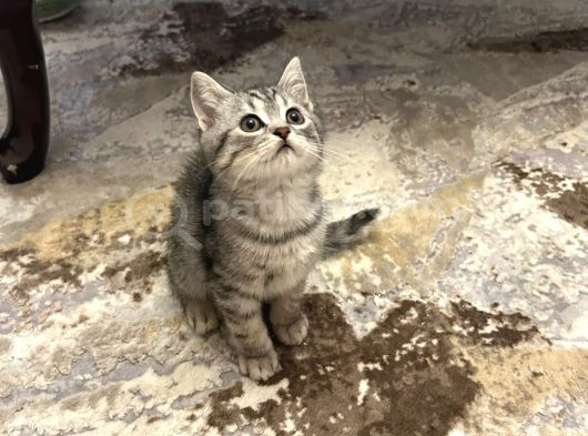 British Shorthair Yavruları  2 Aylık Sağlıklı Ve Oyuncu Ankara görsel