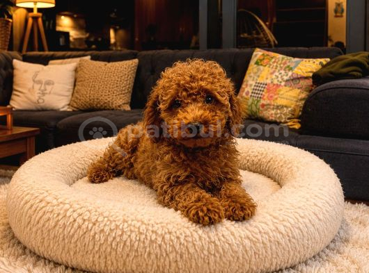 Toy Poodle Ve Teacup Red Yavrular Yeni Ailelerini Bekliyor görsel