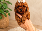 ORJİNAL SAFKAN TATLI TOY POODLE BEBEKLERİ