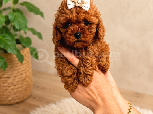 ORJİNAL SAFKAN TATLI TOY POODLE BEBEKLERİ