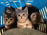 British Shorthair Yavruları  2 Aylık Sağlıklı ve Oyuncu Ankara