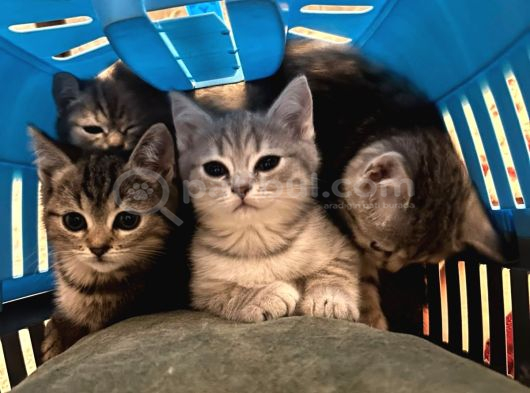British Shorthair Yavruları  2 Aylık Sağlıklı ve Oyuncu Ankara