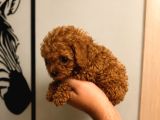 Toy Poodle Ve Teacup Red Yavrular Yeni Ailelerini Bekliyor