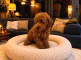 Toy Poodle Ve Teacup Red Yavrular Yeni Ailelerini Bekliyor
