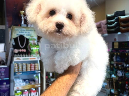 Kar Beyaz Maltese Terri̇er Ci̇nsleri̇ görsel