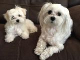 Kar Beyaz Maltese Terri̇er Ci̇nsleri̇