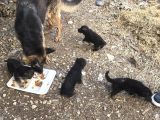 Dişi Alman Kurdu Yavrularım Avcılar