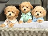 KAHVE TONLU MALTİPOO CİNSİ YAVRULAR