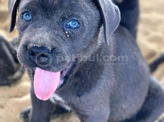 Dev Cane Corsa Yavrulari