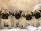 PUG MOPS YAVRULAR EV ÜRETİMİ