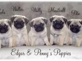 PUG MOPS YAVRULAR EV ÜRETİMİ