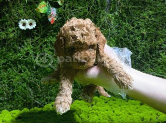 Toy Poodle Sevi̇mli̇ Yavrular Ev Üreti̇mi̇ görsel