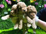 Toy Poodle Sevi̇mli̇ Yavrular Ev Üreti̇mi̇