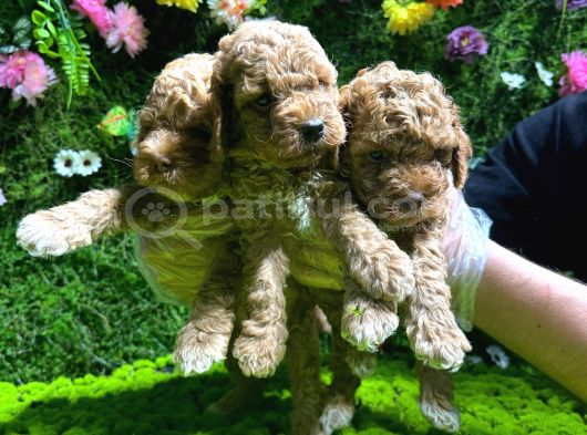 Toy Poodle Sevi̇mli̇ Yavrular Ev Üreti̇mi̇ görsel