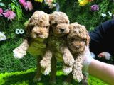 TOY POODLE SEVİMLİ YAVRULAR EV ÜRETİMİ