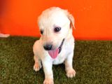 Şampanya Labrador Retriver Yavrular