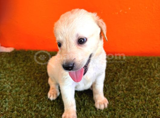 Şampanya Labrador Retriver Yavrular görsel
