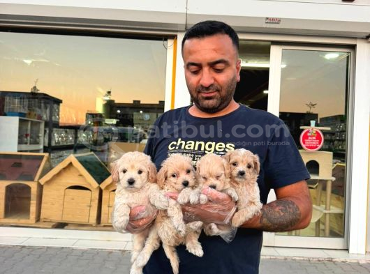 Wc Egi̇ti̇mli̇ Malti̇poo Yavrular Ankara Mağazamizda Canli Görün görsel