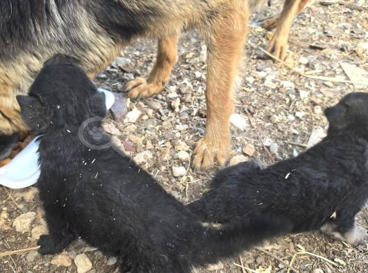 Dişi Alman Kurdu Yavrularım Avcılar görsel