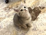 British Shorthair Yavruları  2 Aylık Sağlıklı Ve Oyuncu Ankara