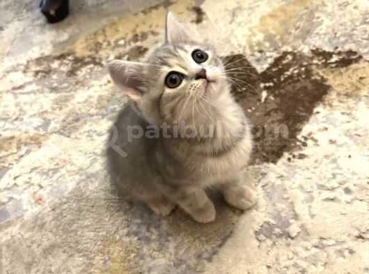 British Shorthair Yavruları  2 Aylık Sağlıklı Ve Oyuncu Ankara görsel