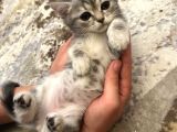 British Shorthair Yavruları  2 Aylık Sağlıklı Ve Oyuncu Ankara