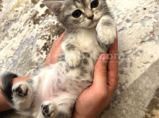 British Shorthair Yavruları  2 Aylık Sağlıklı Ve Oyuncu Ankara görsel