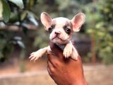 A Kali̇te Erkek Di̇şi̇ Frenc Buldog Yavrular