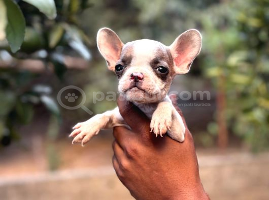 A Kali̇te Erkek Di̇şi̇ Frenc Buldog Yavrular görsel