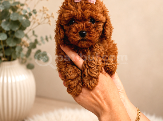 Orji̇nal Safkan Tatli Toy Poodle Bebekleri̇ görsel