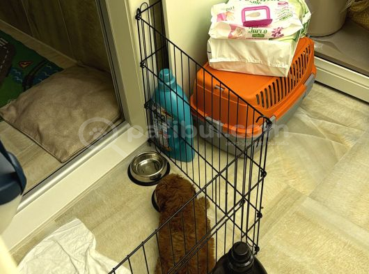 3 Aylık Toy Poddle Orjinal Açıklamayı Okuyunuz görsel