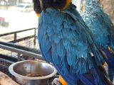 3 Yaşında Macaw Tamamen Evcil Adana