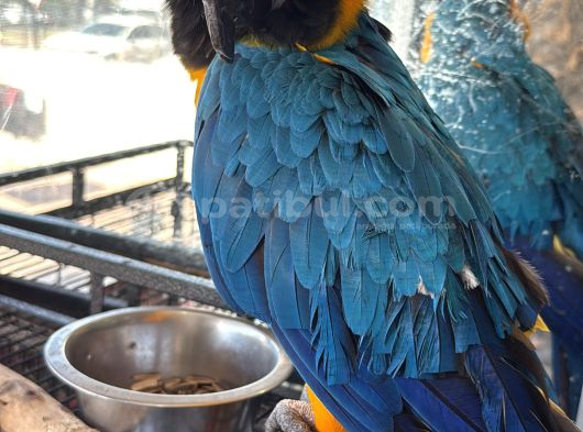 3 Yaşında Macaw Tamamen Evcil Adana görsel