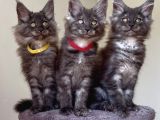 Üst Düzey Irk Standartlarında Maine Coon yavruları