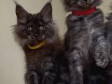 Üst Düzey Irk Standartlarında Maine Coon Yavruları