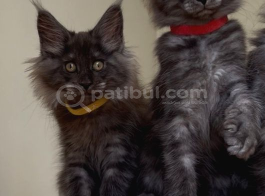 Üst Düzey Irk Standartlarında Maine Coon Yavruları görsel